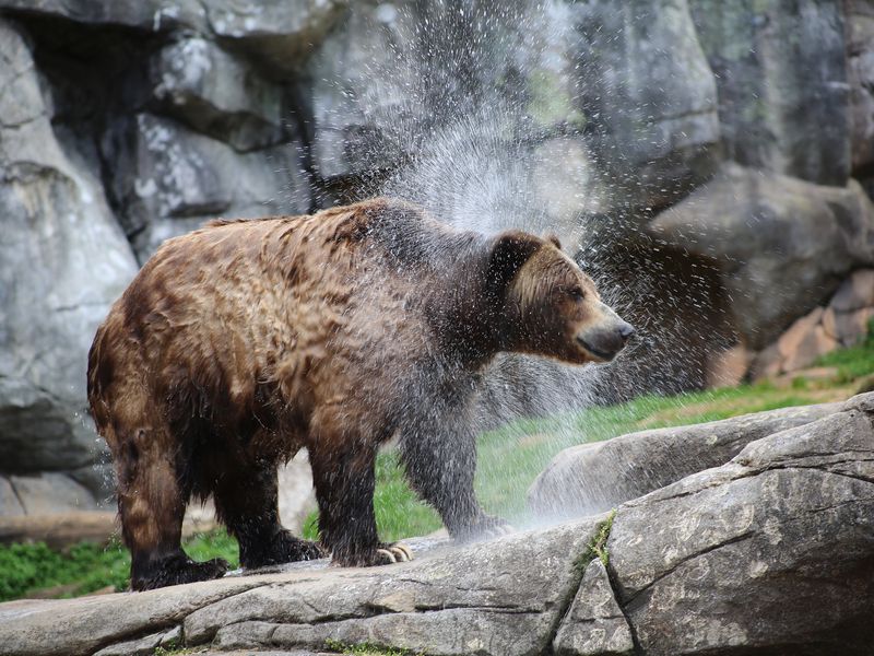 Bear Shower | Smithsonian Photo Contest | Smithsonian Magazine