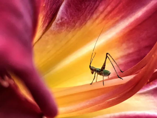 Hidden Guest thumbnail