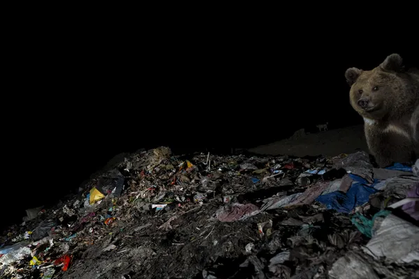 PEEK-A-BEAR thumbnail