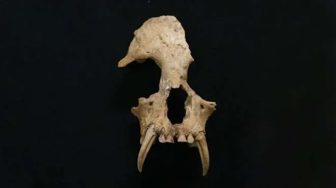 Gibbon Skull