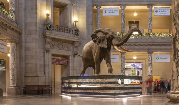 The National Museum of Natural History rotunda is lit up with green garlands hanging from the balconies, with the elephant standing the the middle of the image.