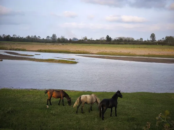One nature and three horses thumbnail