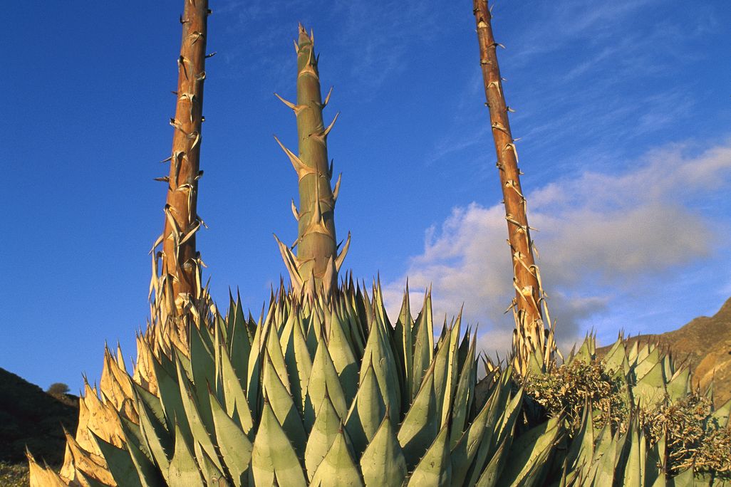 Agave