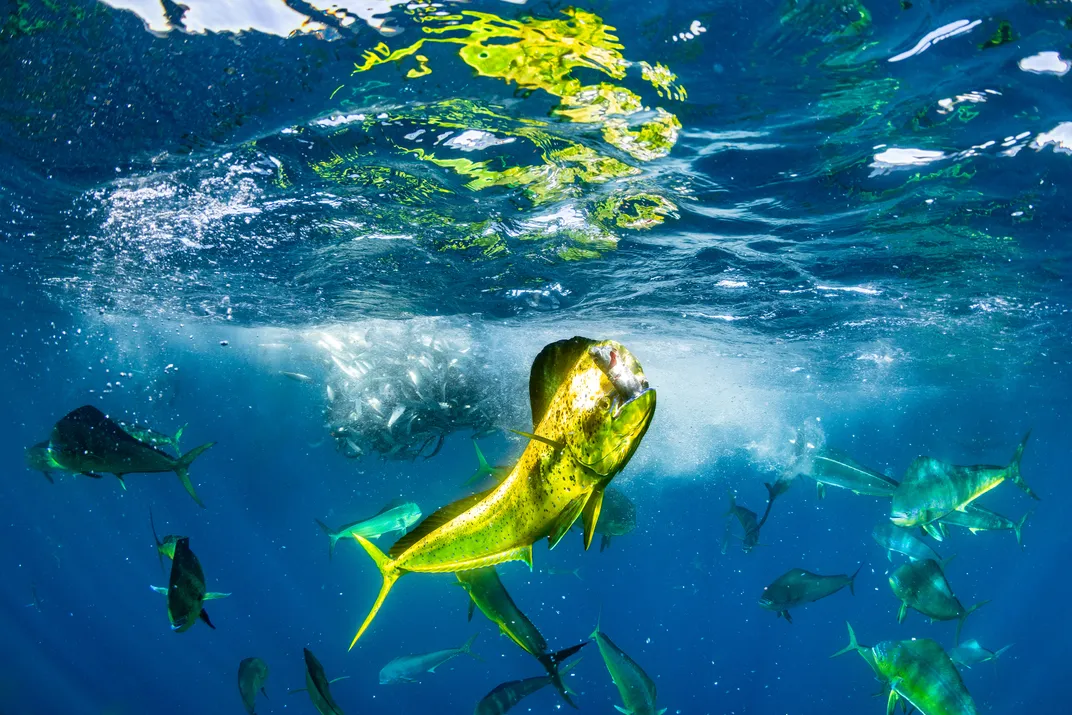 A mahi-mahi hunting with fish scattering in the background.