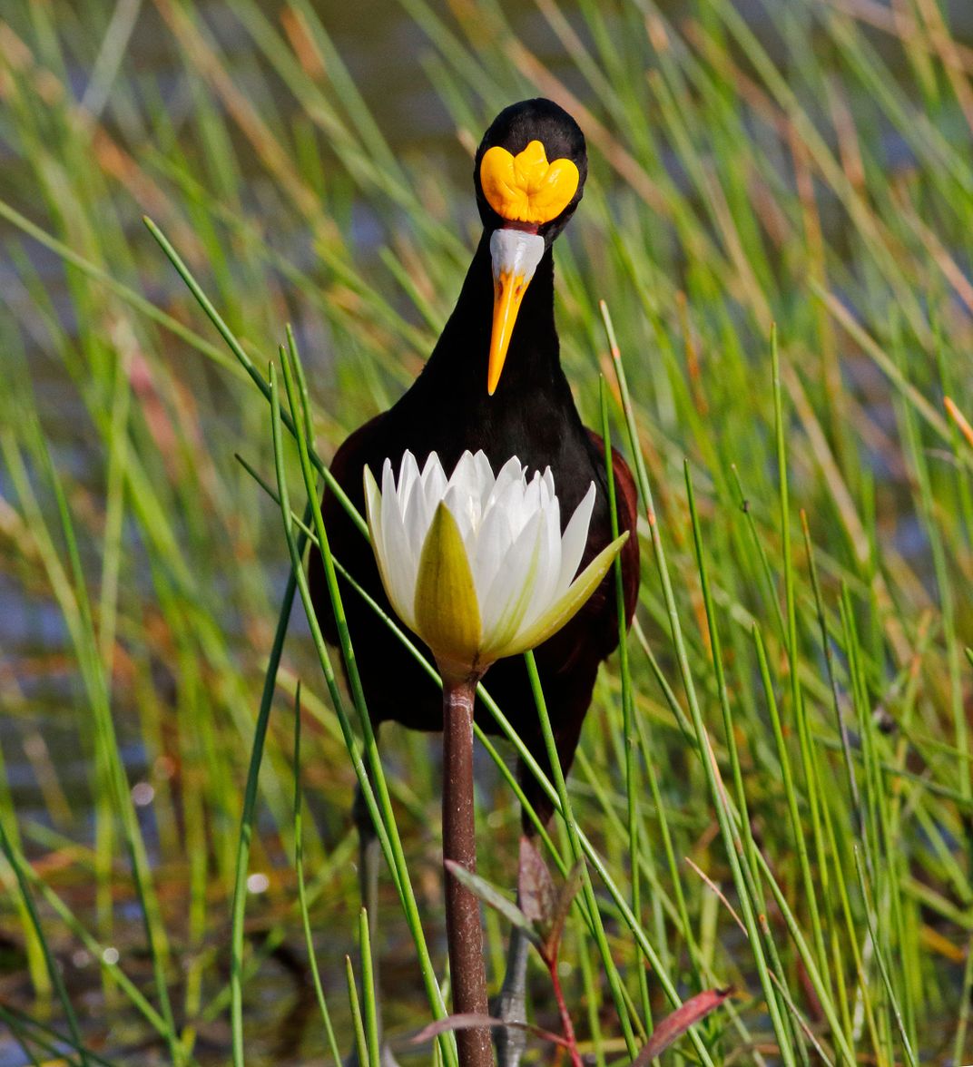 A Northern Jacana peers down into a water lily