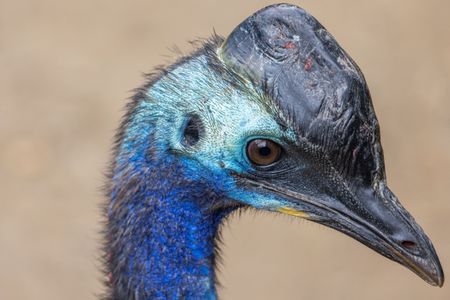 The cassowary's helmet-like casque is made of keratin, the same material that makes up our hair and fingernails.