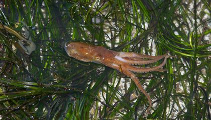 Octopus Sex Just Got Weirder. In Addition to Depositing Sperm, Males' Specialized Mating Arm Can 'Taste' Female Hormones