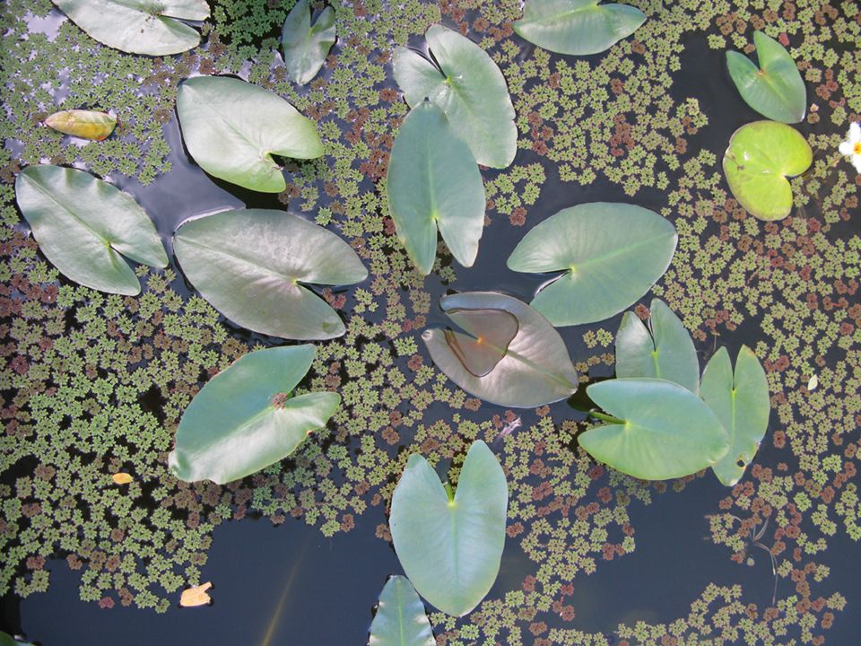 Water Lilies at an OpenAir Pet and Pond Store in Kahului, Maui