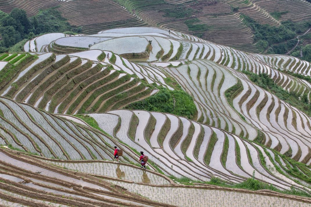 Paddy Terracing | Smithsonian Photo Contest | Smithsonian Magazine