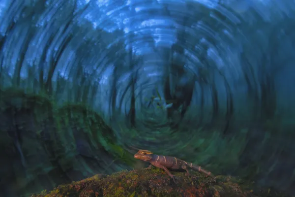 Portal of the Forest thumbnail