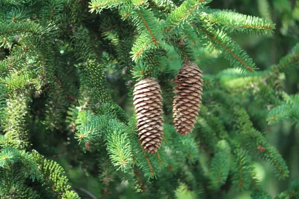 Two Pine Cones thumbnail