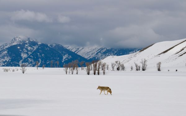 Coyote in the Tetons thumbnail