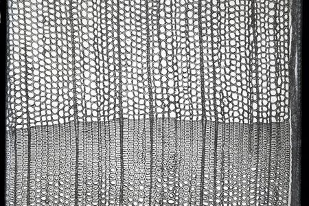 Photomicrograph of wood specimen, circa 1890s, by L. Bernie Gallaher, SIA Acc. 11-007, MNH-4701. (Smithsonian Institution Archives)