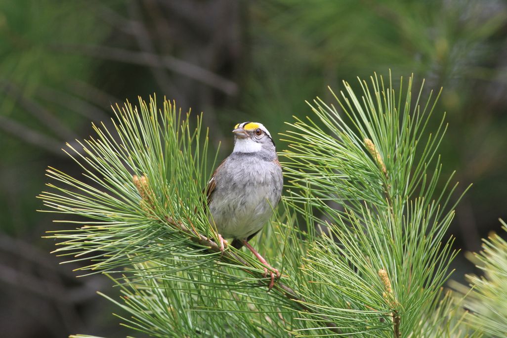 White-Throated Sparrow