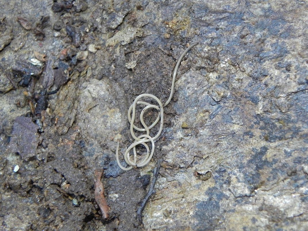 A white worm on a gray rock.