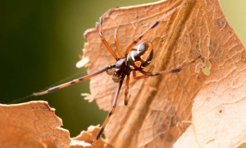 rare albino black widow spider