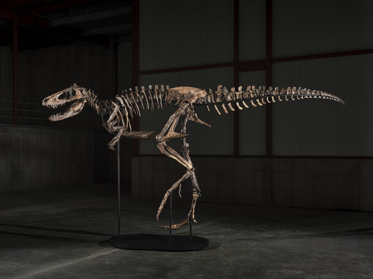 A Rare Nanotyrannus Skeleton Sells for $47.3 Million, Becoming the Second Most Valuable Dinosaur Ever Auctioned