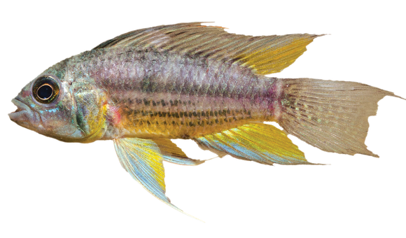 Amazon Fish