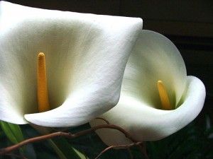 20110520104044lilies-300x225.jpg