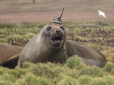 Science thanks you for your service, elephant seal!