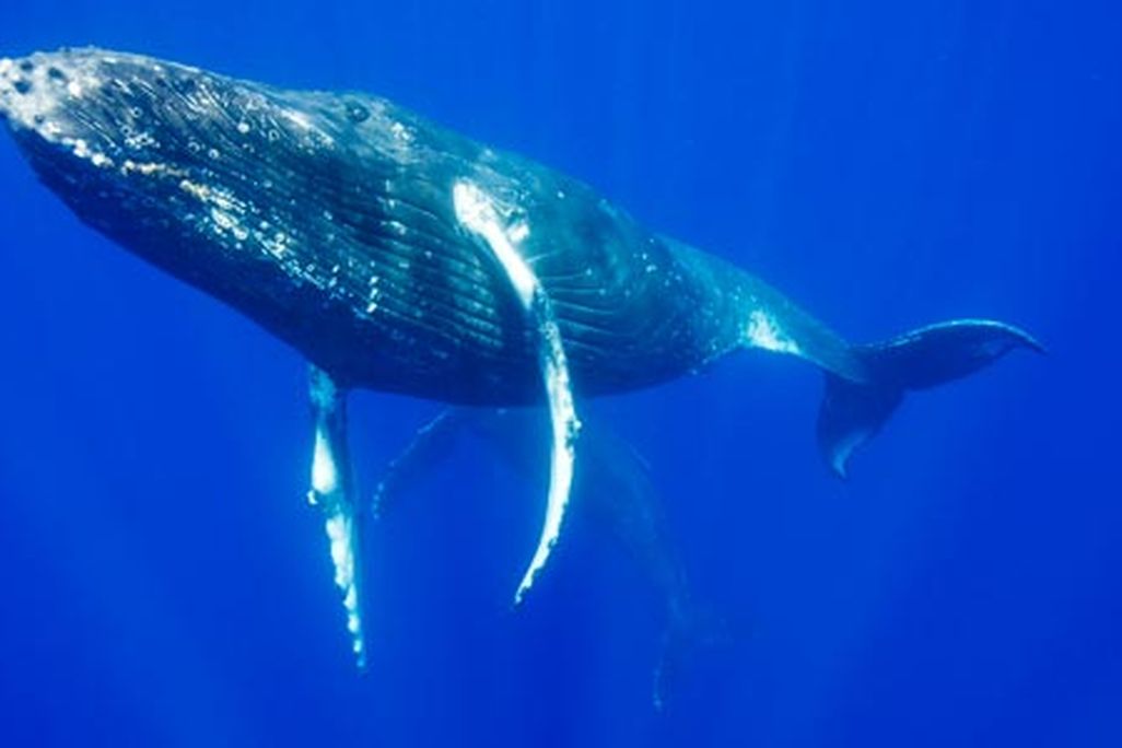 whales