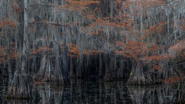 Cypress Trees of Caddo Lake, TX thumbnail