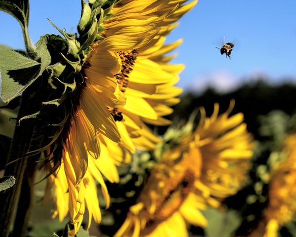 Sunflower and Bee in flight thumbnail