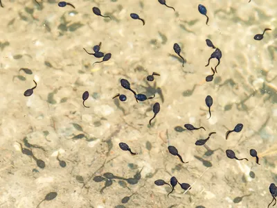 These are actually tadpoles.