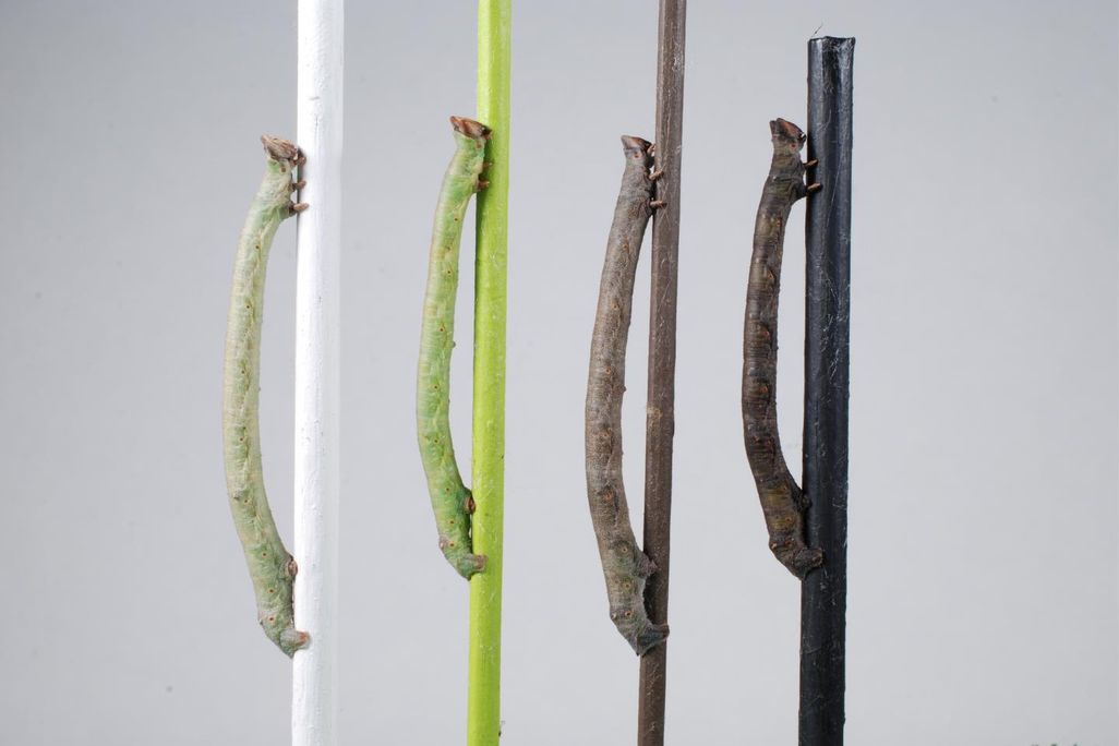 Peppered-moth-caterpillars-sense-color-through-their-skin.jpg