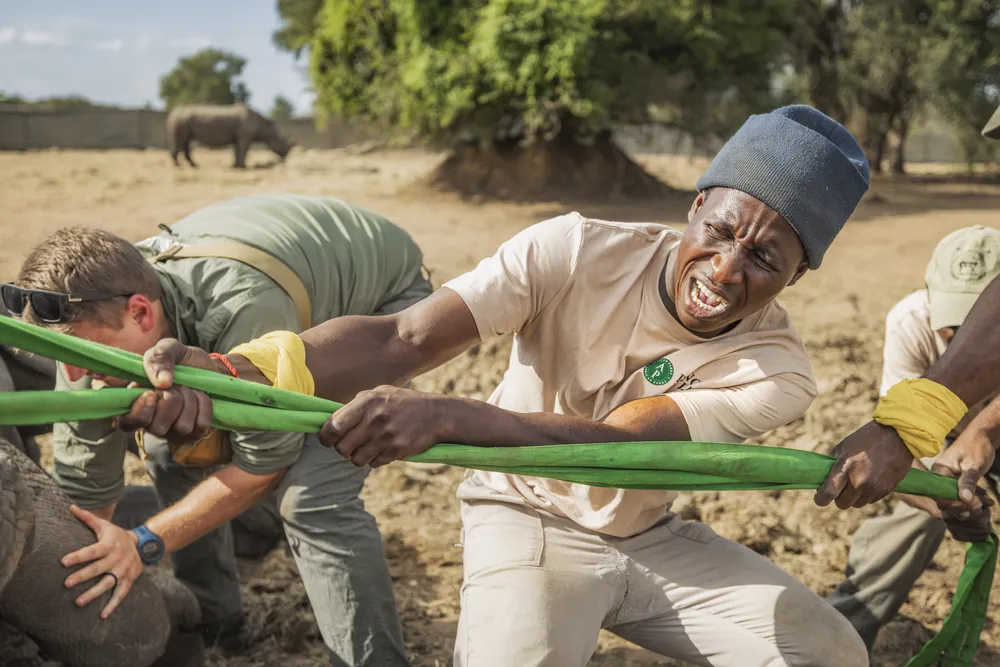 Moving a two-ton rhino requires coordinated physical work from the entire team. Each animal must be positioned safely, with each leg and the animal in a position that is comfortable during the veterinary process. In one 2025 operation, forty-four rhinos were darted in a single day, with teams working continuously to guide, stabilize, and move each animal.
