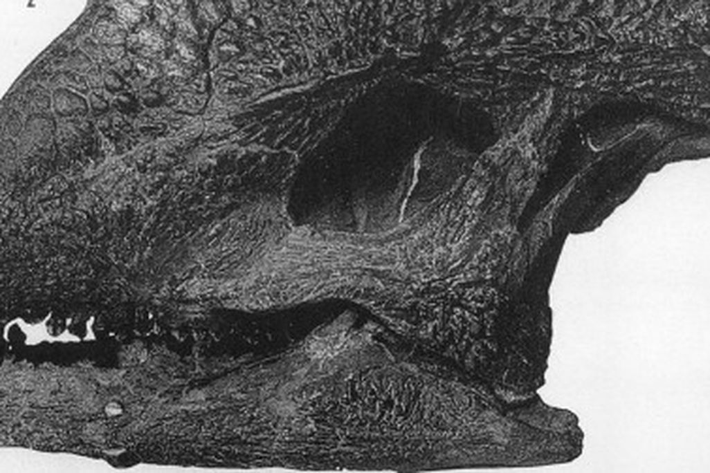The skull of Stegoceras
