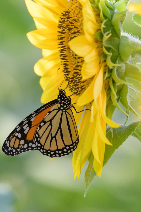 A monarch butterfly on a sunflower. thumbnail