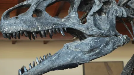Even familiar dinosaurs, such as this Allosaurus at Utah's Cleveland-Lloyd Dinosaur Quarry, still raise many questions about dinosaur biology.