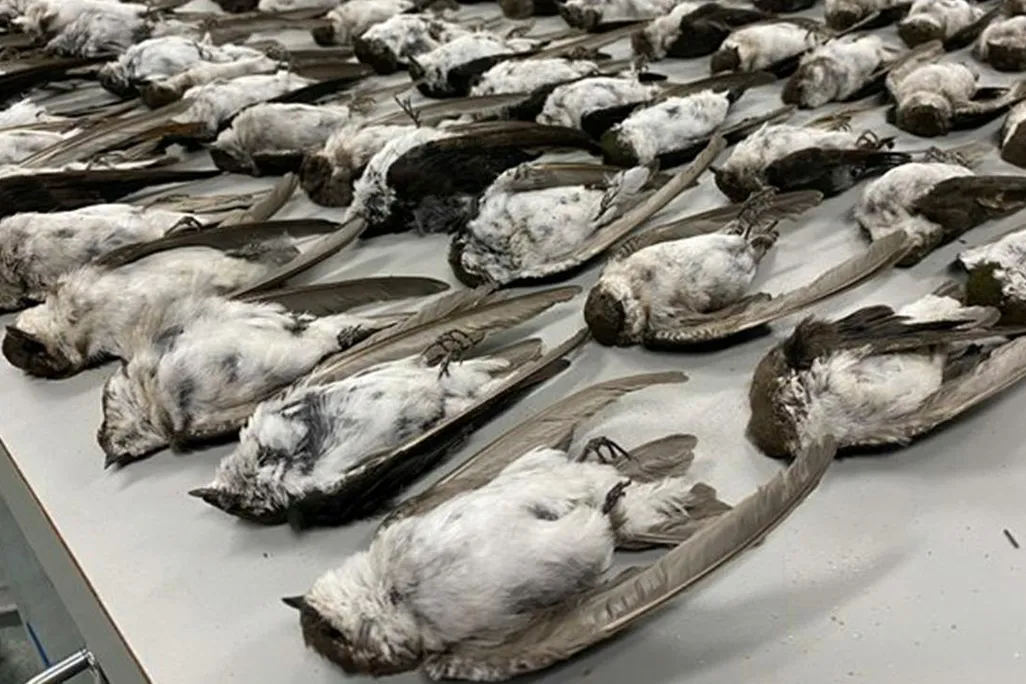 Dead birds in New Mexico Museum