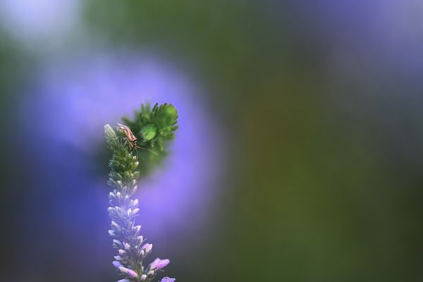 Visitor in purple haze thumbnail