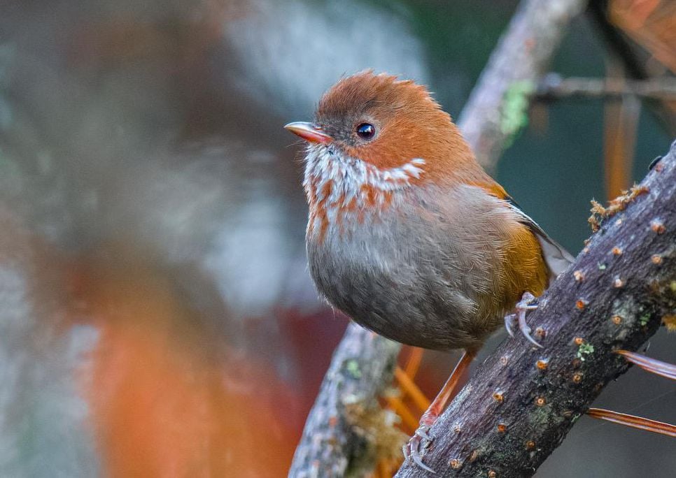 A small brown songbird sits on a branch