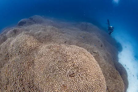A diver swims alongside the world&rsquo;s largest coral colony, located in the Solomon Islands.