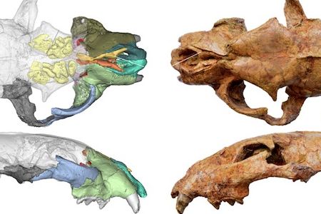 CT scans (left) and photos (right) of the skull