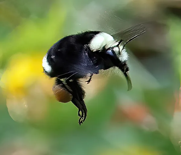 The Flight of the Bumblebee - Making a Beeline thumbnail