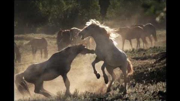 Preview thumbnail for Mustangs: Spirits of the Wild West