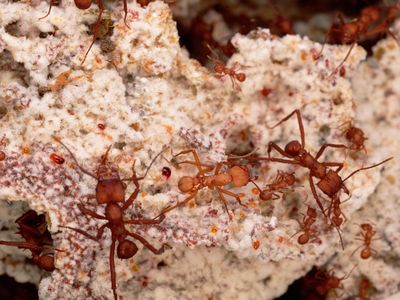 Leaf-cutter ants tending a fungus garden in Guadaloupe
