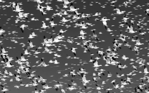 Teeming Air thumbnail