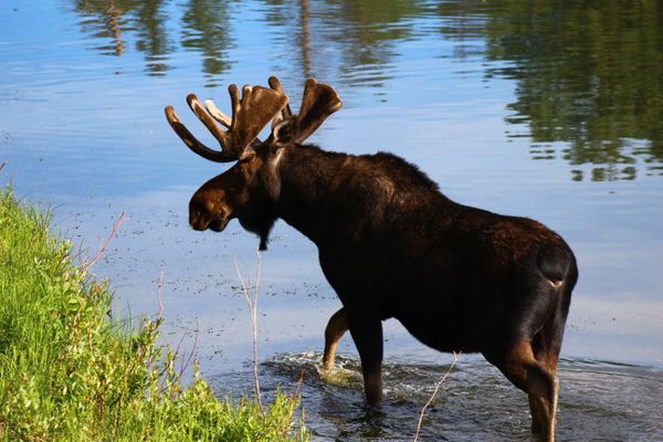 Rocky Mountain bull moose thumbnail