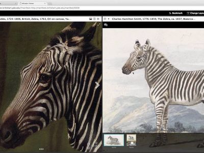 Compare two paintings of zebras with new IIIF functionality.