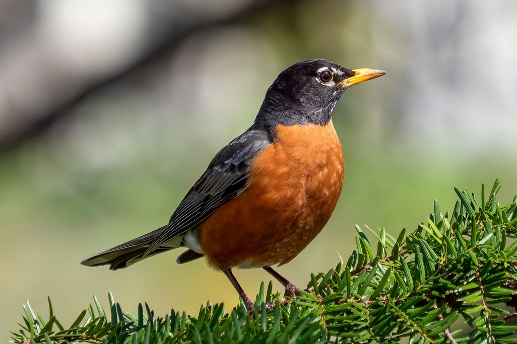 a robin sitting on a branch