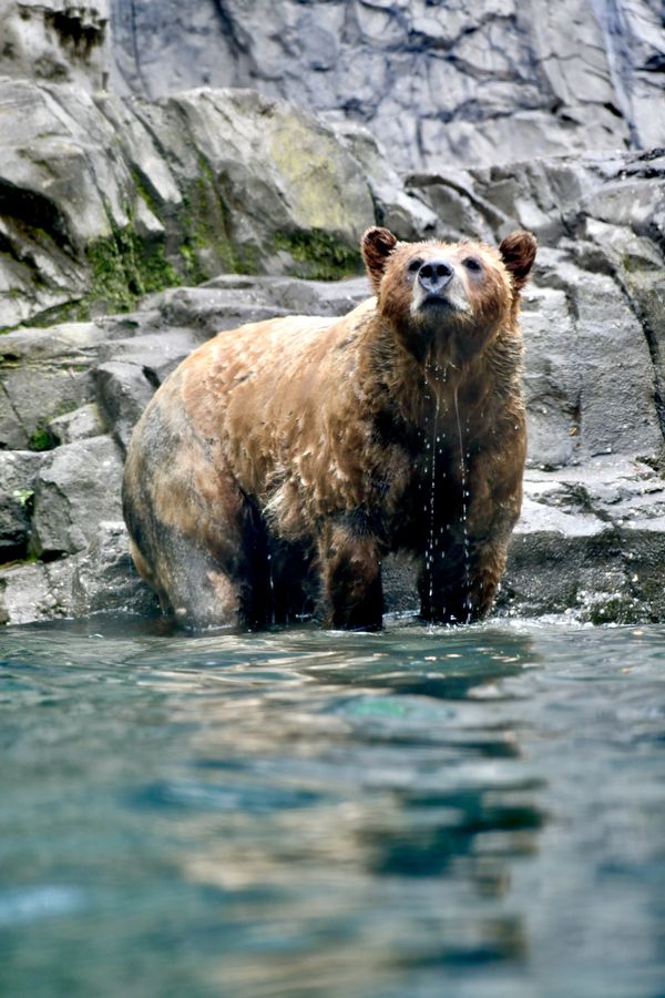 Grizzly Bear in the Water thumbnail