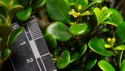 A New, Endemic Tree Species Discovered in an Indigenous Area is Already Threatened