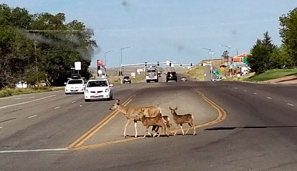 Fawn Safety thumbnail