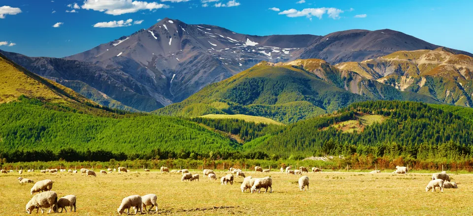  Typical New Zealand landscape with sheep farm 