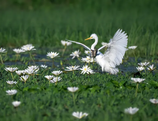 Blooming beauty thumbnail